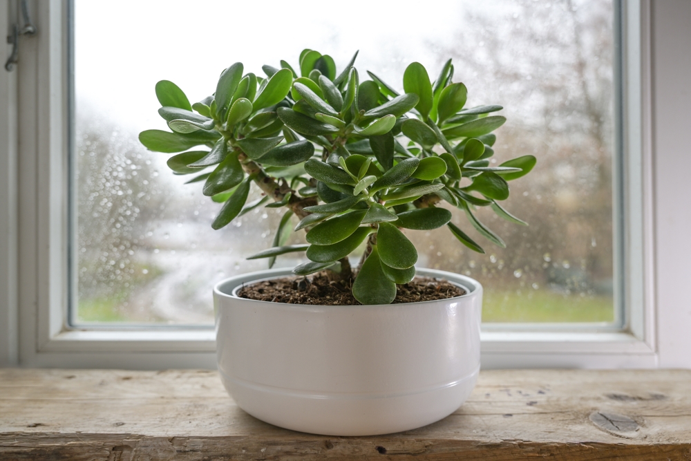 Crassula,Ovata,,Known,As,Lucky,Plant,Or,Money,Tree,In Crassula,Ovata,,Known,As,Lucky,Plant,Or,Money,Tree,In