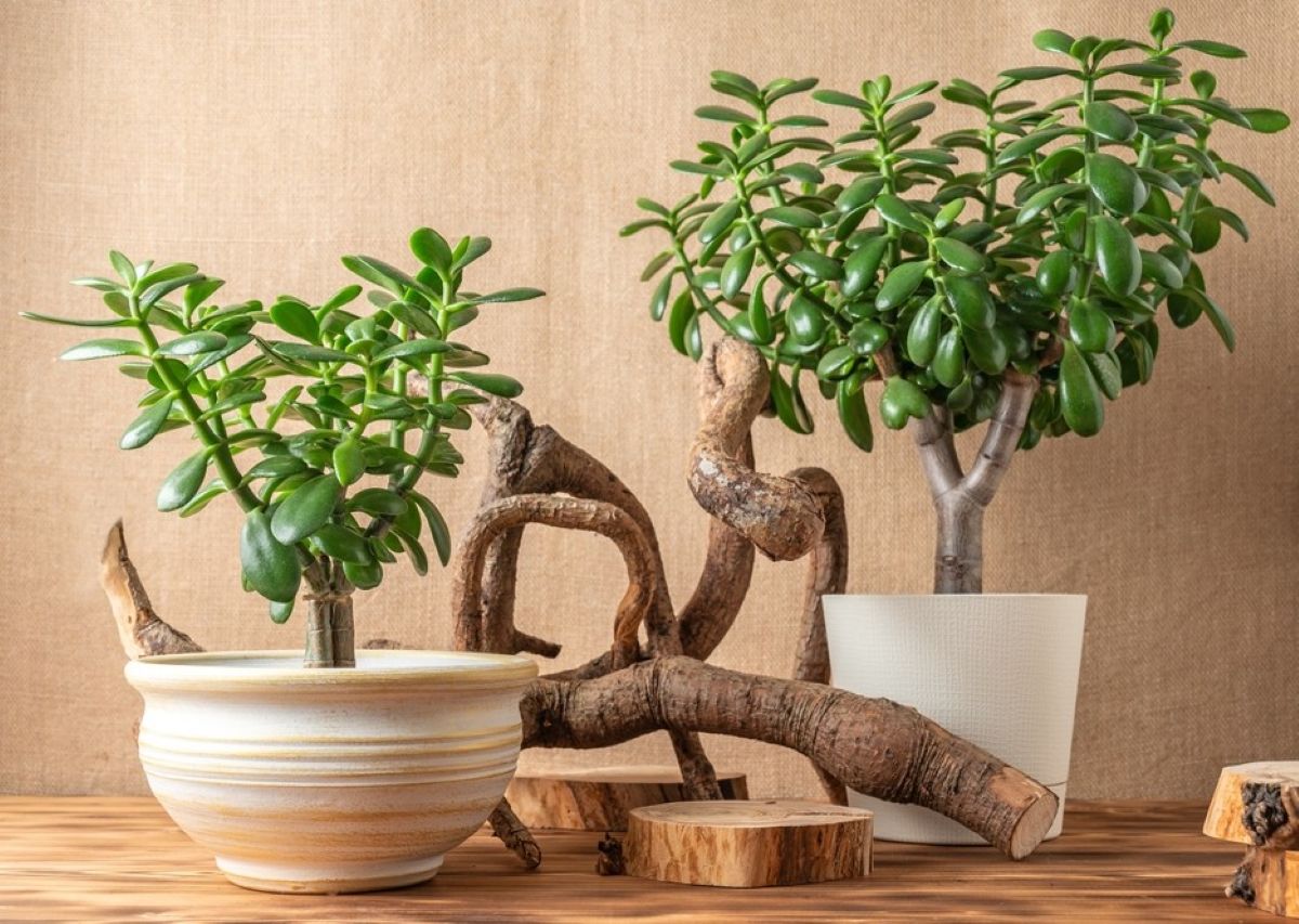 Crassula ovata (2) Crassula ovata (2)