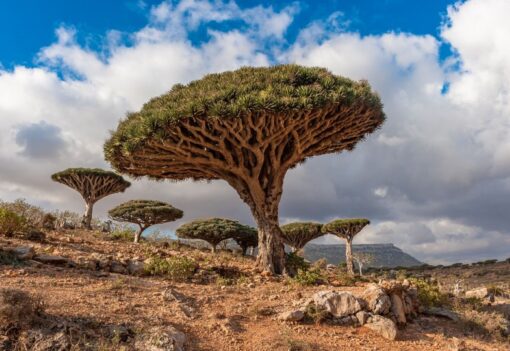 Non sembrano nemmeno alberi, eppure esistono davvero: i 5 più incredibili del mondo