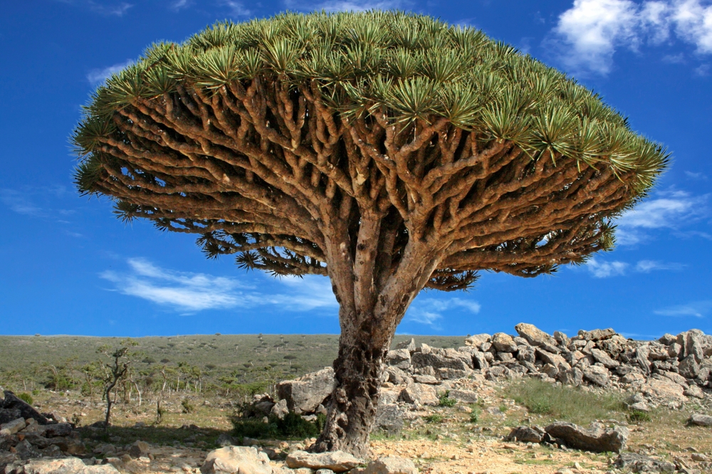 The,Dragon,Blood,Tree,,Scientifically,Known,As,Dracaena,Cinnabari,,Is The,Dragon,Blood,Tree,,Scientifically,Known,As,Dracaena,Cinnabari,,Is
