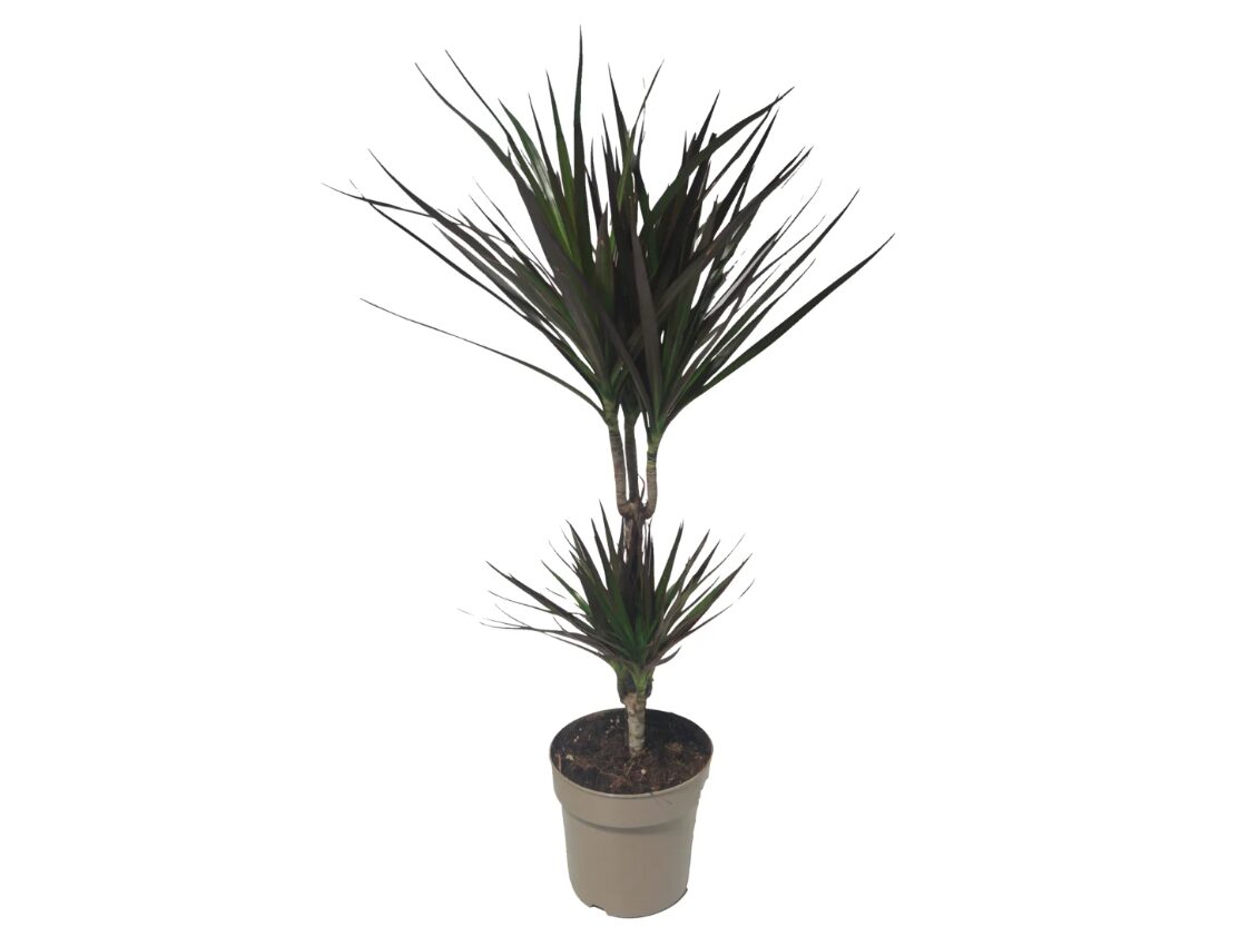 dracaena-lidl dracaena-lidl