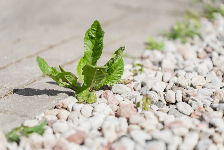 Green,Weed,Plant,Breaking,Through,A,Concrete,Pavement,Gap,And