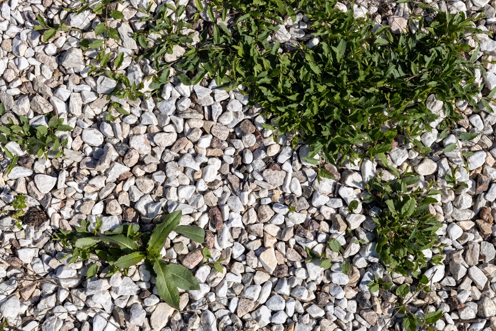 Green,Weeds,Are,Growing,Through,White,Gravel,Stones,Creating,A