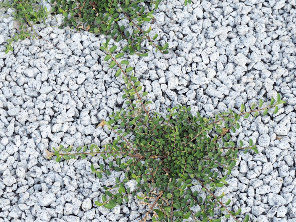 The,White,Floor,Contrasts,With,Green,Weeds.,Roundleaf,Bindweed,Weed