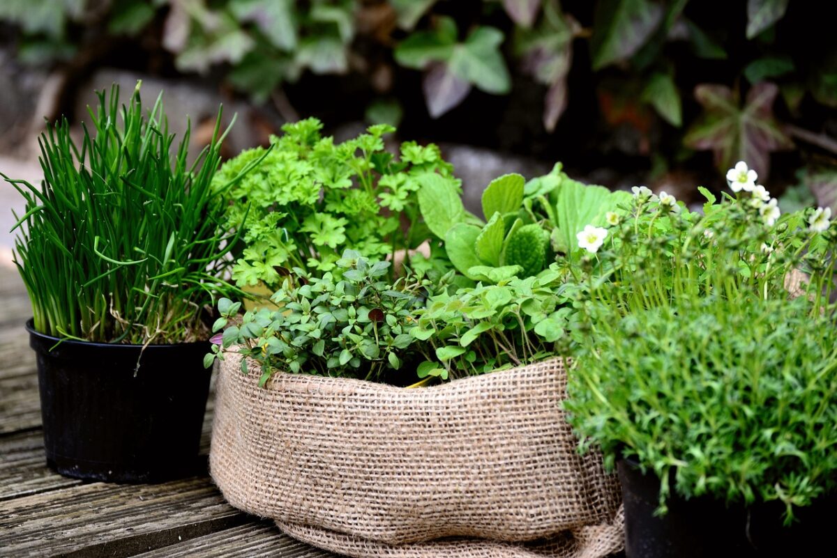 Erbe, Aromatiche Erbe, Aromatiche