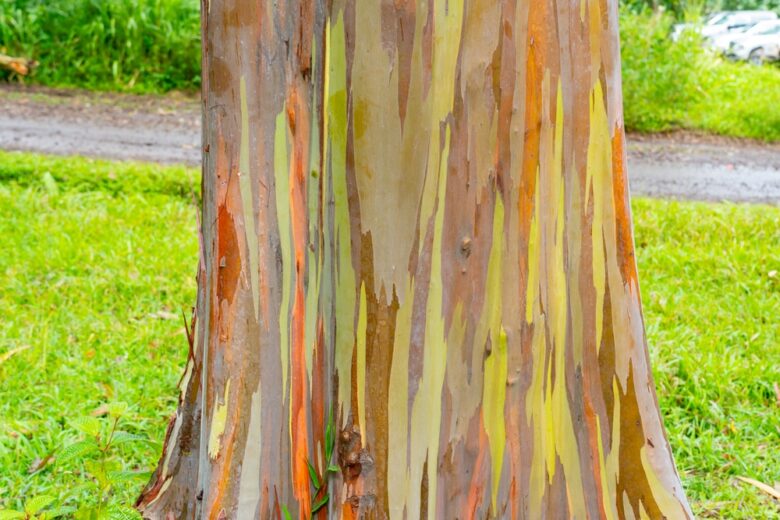 Rainbow,Eucalyptus,Tree,At,Keahua,Arboretum,Near,Kapa'a,,Kauai,,Hawaii.