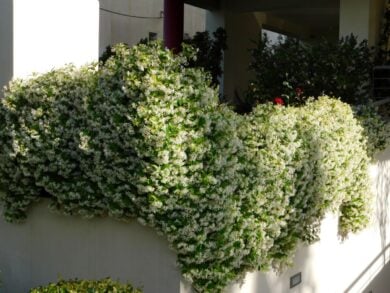 Il balcone cambia completamente con queste piante: più ombra, più privacy e meno caldo
