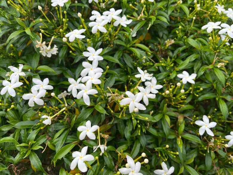 Gardenia,Jasminoides,Is,From,Africas,Subtropical,Regions,,Southern,Asia,,Australasia,