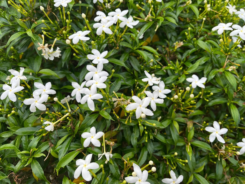 Gardenia,Jasminoides,Is,From,Africa&rsquo;s,Subtropical,Regions,,Southern,Asia,,Australasia,