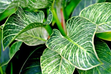 Filodendro imperiale  – Philodendron imperial red
