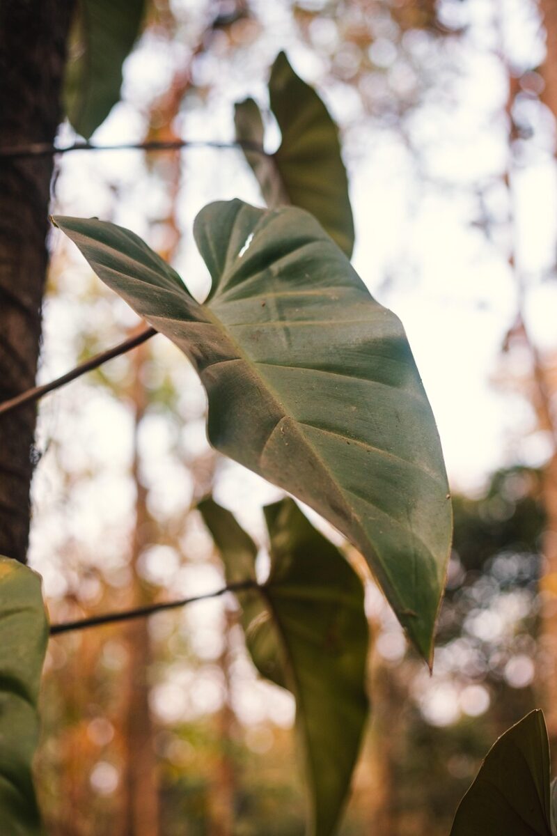 Filodendro