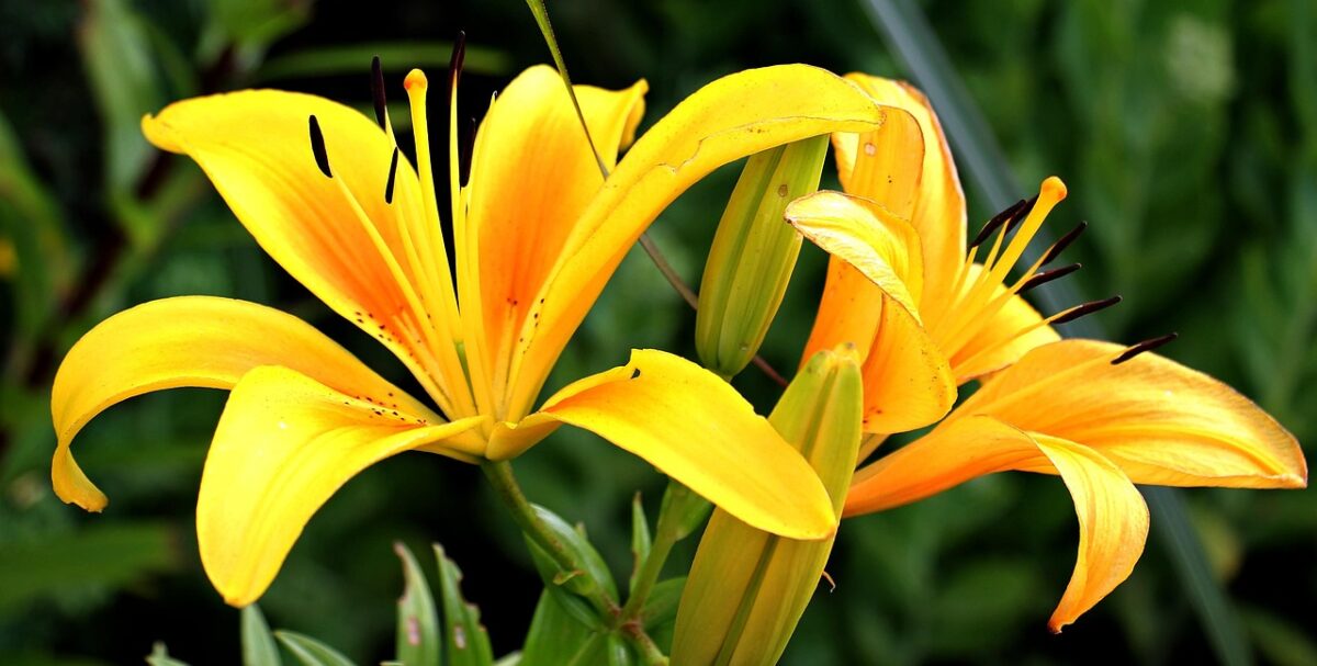 Fiori, Gialli Fiori, Gialli