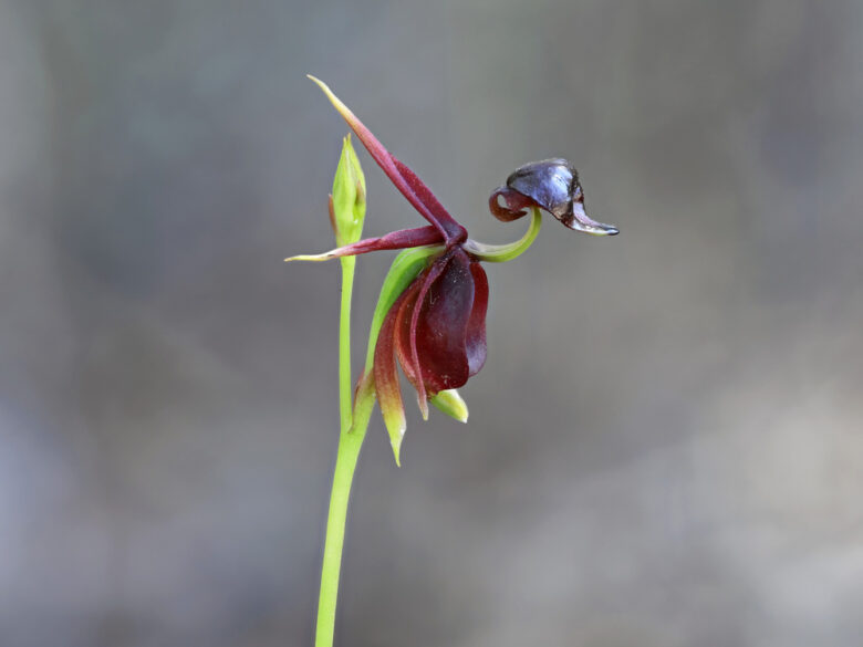 Flying,Duck,Orchid,-,Caleana,Major