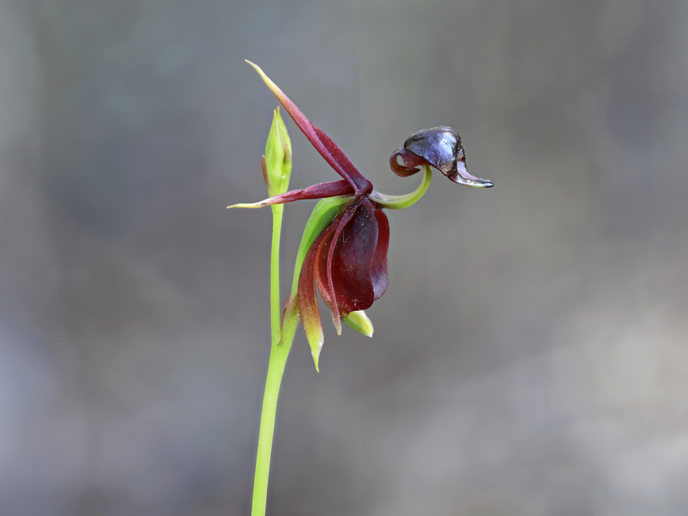 Flying,Duck,Orchid,-,Caleana,Major