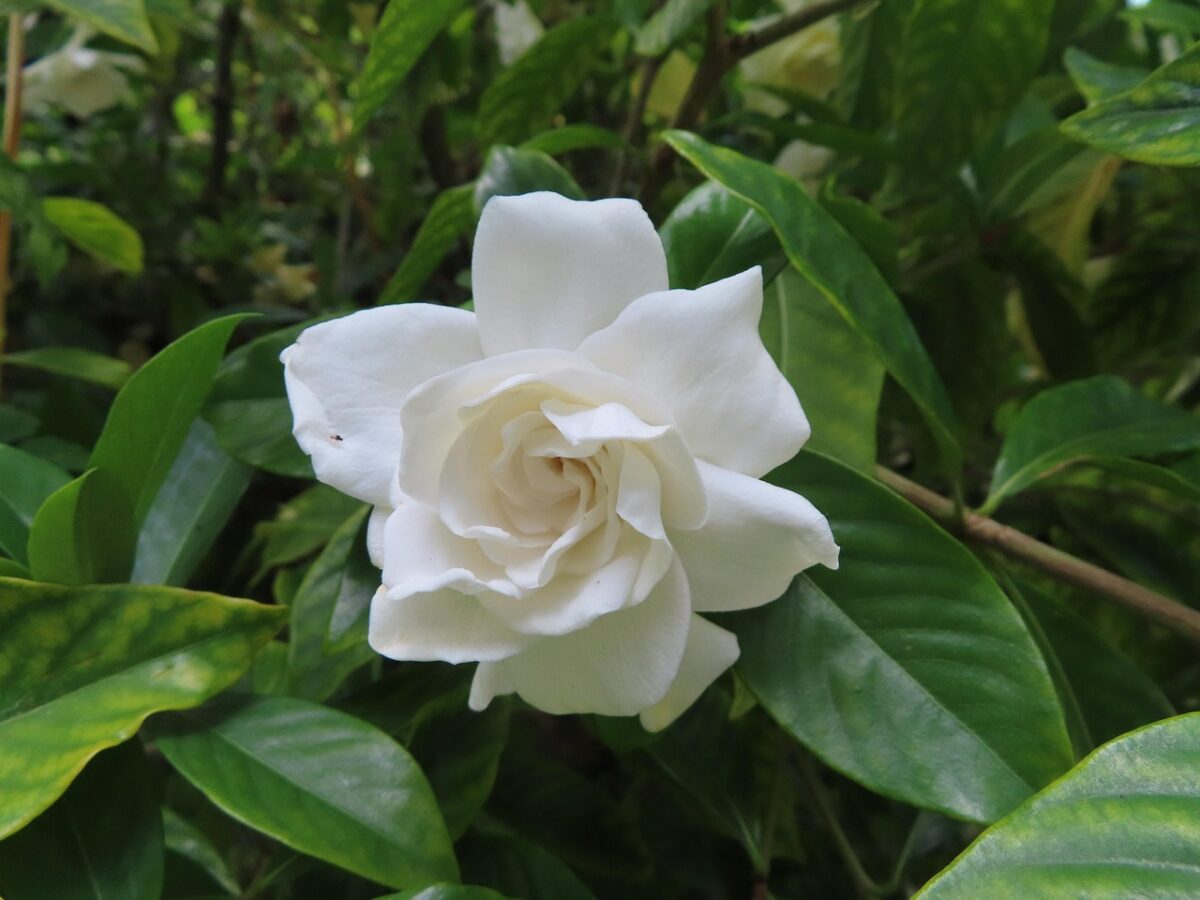 Gardenia Gardenia