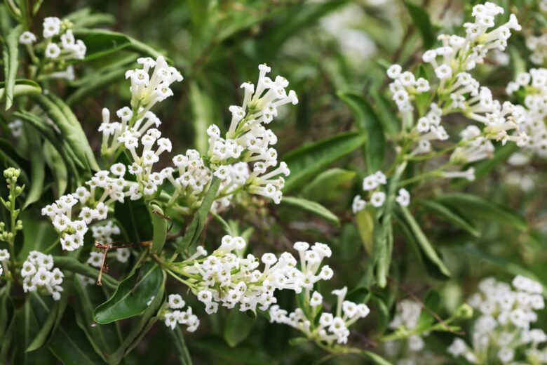 Night,Blooming,Jasmine,(cestrum,Nocturnum)