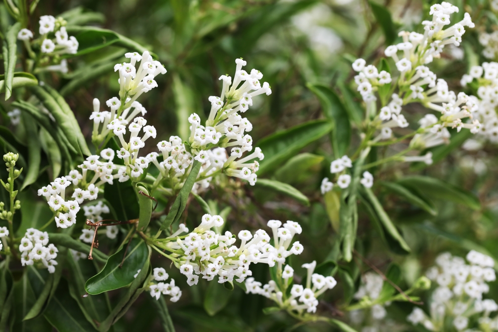 Night,Blooming,Jasmine,(cestrum,Nocturnum) Night,Blooming,Jasmine,(cestrum,Nocturnum)