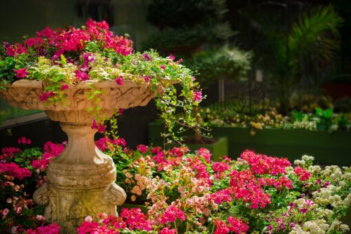 Video – Come dividere il giardino con le piante: alcune idee strepitose