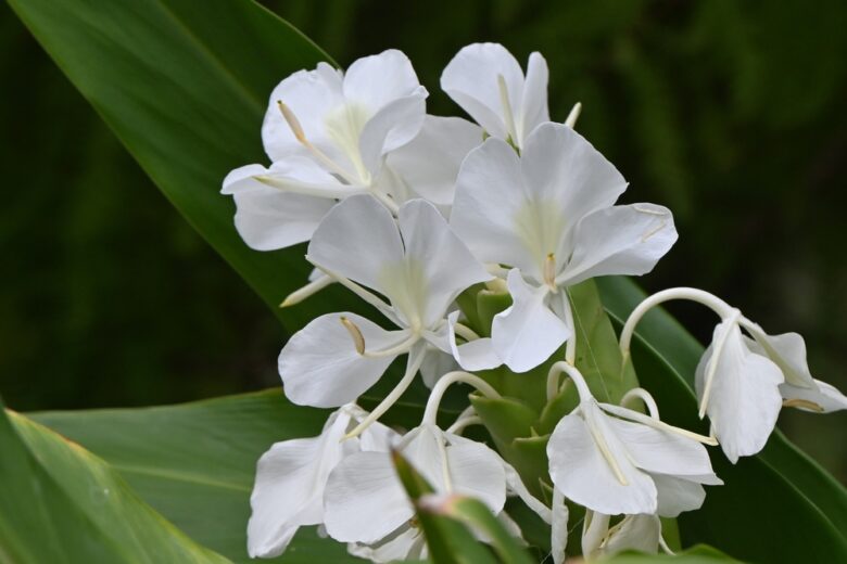 White,Ginger,Lily,(,Hedychium,Coronarium,),Flowers.,Zingiberaceae,Evergreen