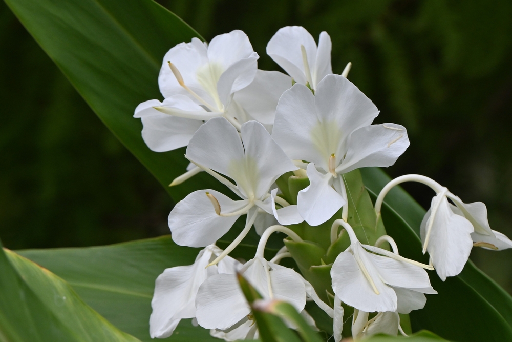 White,Ginger,Lily,(,Hedychium,Coronarium,),Flowers.,Zingiberaceae,Evergreen White,Ginger,Lily,(,Hedychium,Coronarium,),Flowers.,Zingiberaceae,Evergreen