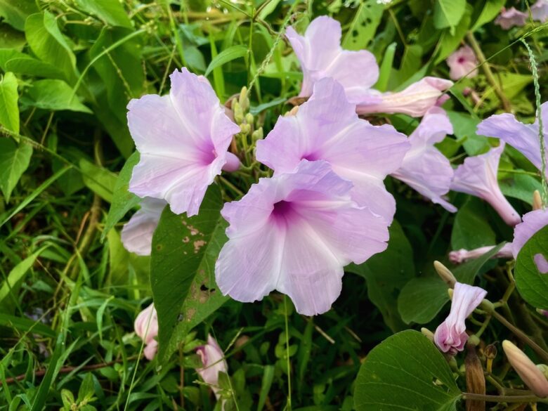 Ipomoea,Carnea,Or,Kangkung,Pagar,Is,A,Species,Of,The