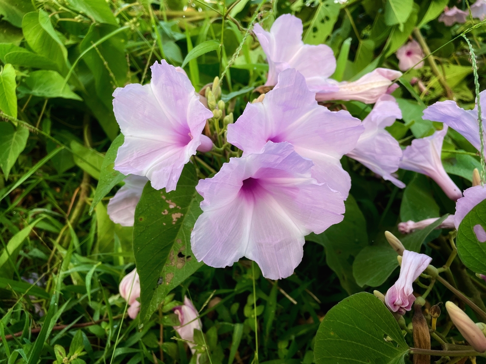 Ipomoea,Carnea,Or,Kangkung,Pagar,Is,A,Species,Of,The Ipomoea,Carnea,Or,Kangkung,Pagar,Is,A,Species,Of,The
