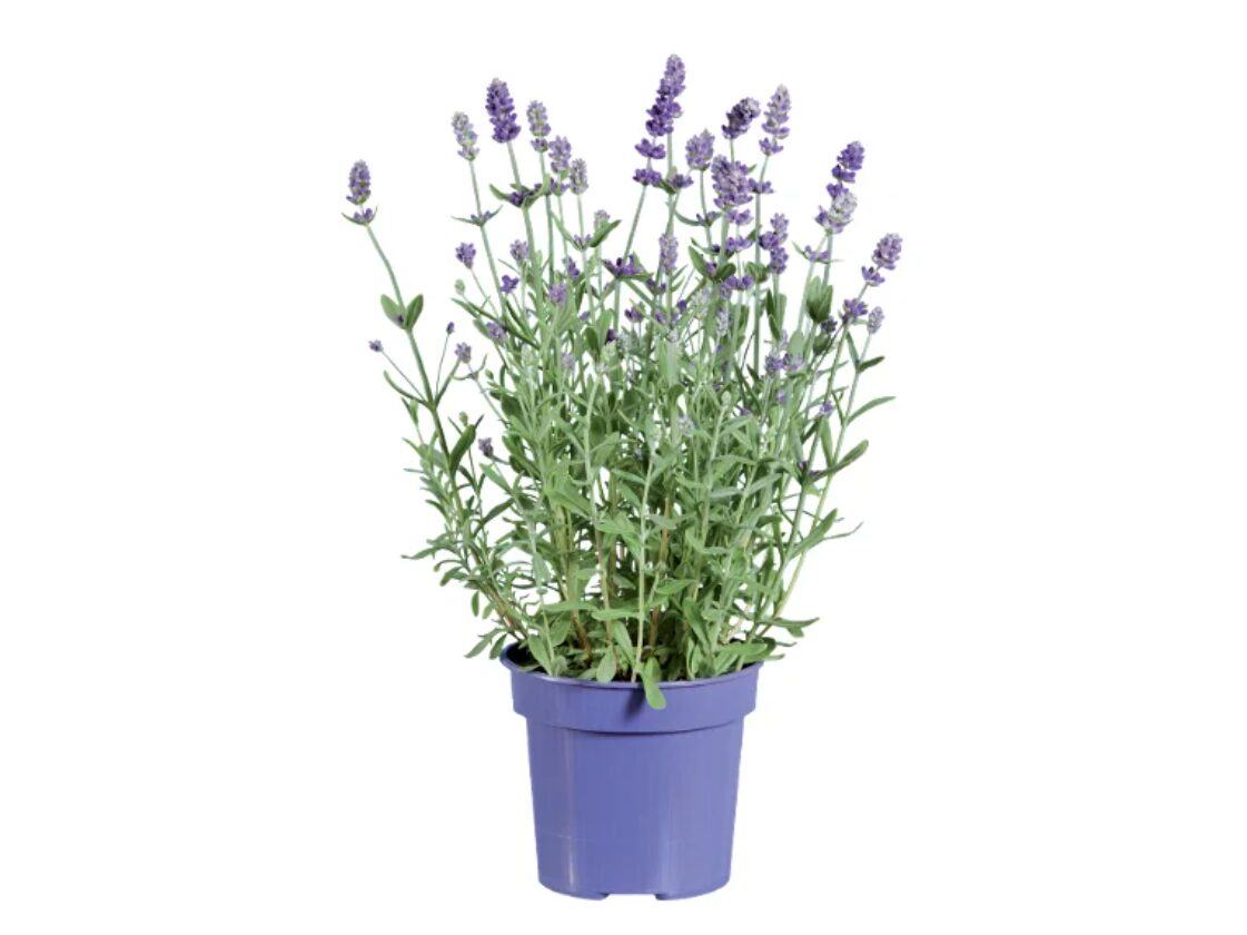lavanda-lidl lavanda-lidl