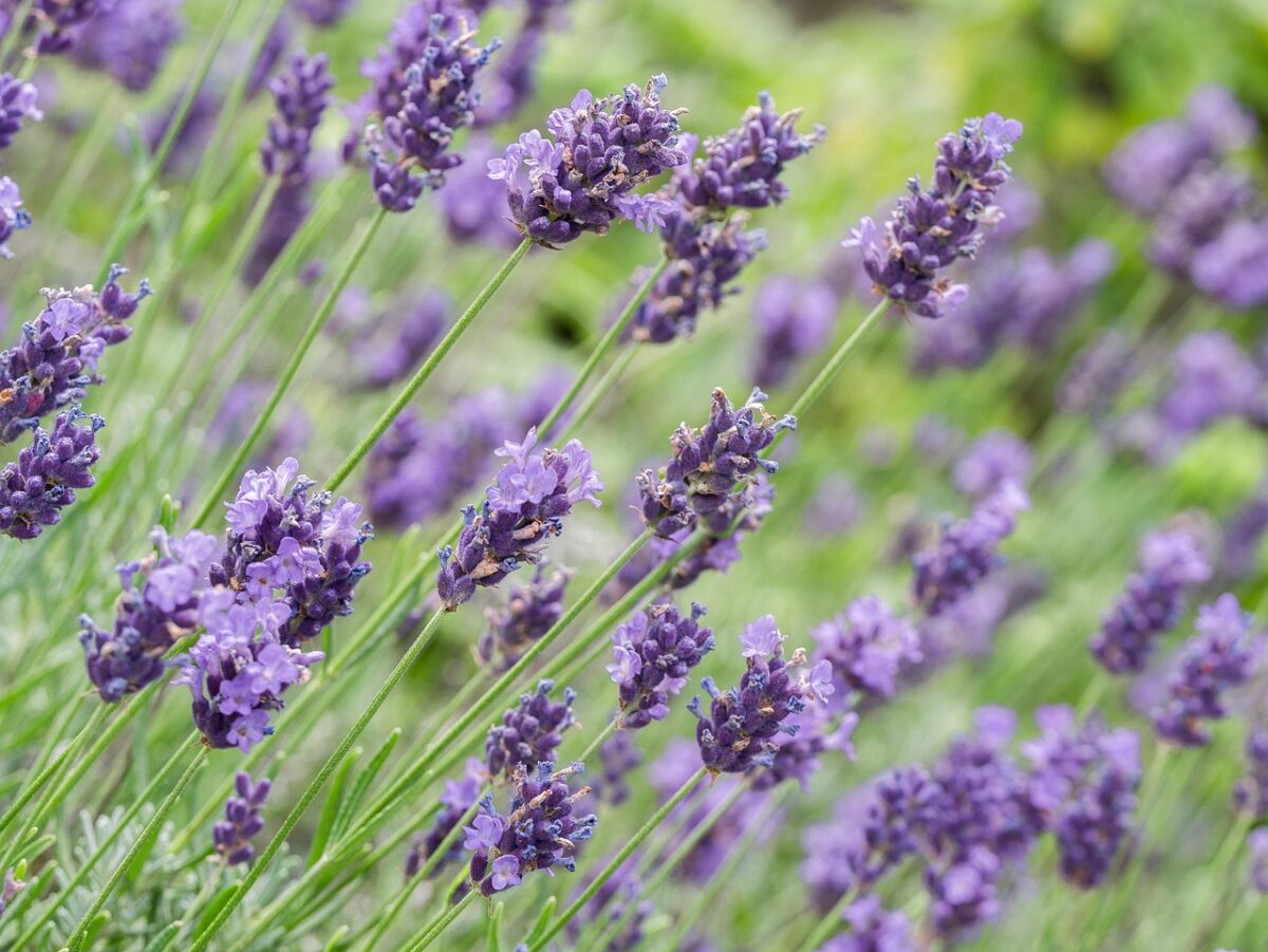 Lavanda Lavanda