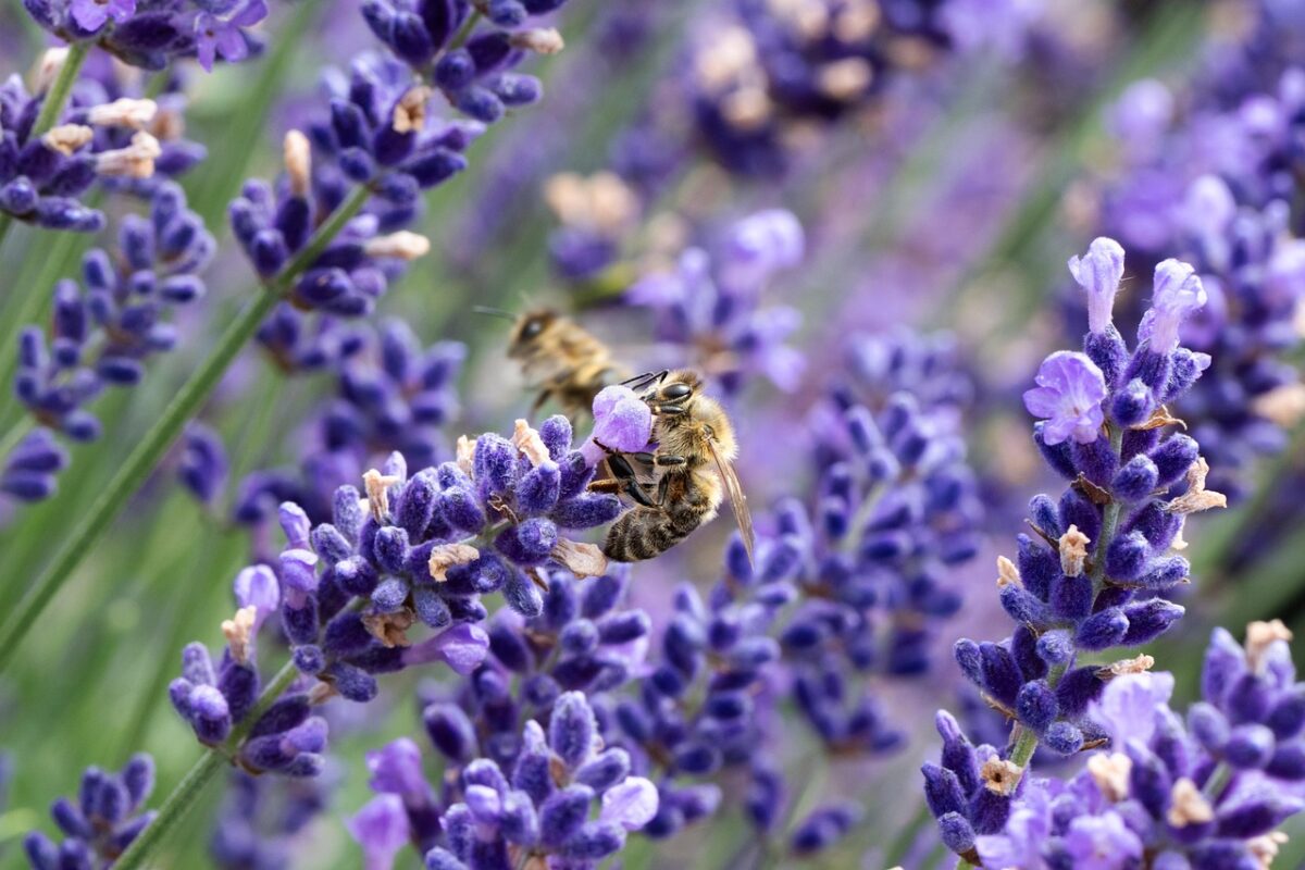 Lavanda, Vaso Lavanda, Vaso