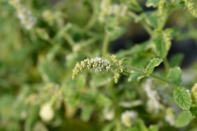 Pineapple,Mint,-,Latin,Name,-,Mentha,Suaveolens,Variegata