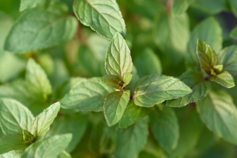 Chocolate,Mint,Leaves,-,Latin,Name,-,Mentha,X,Piperita
