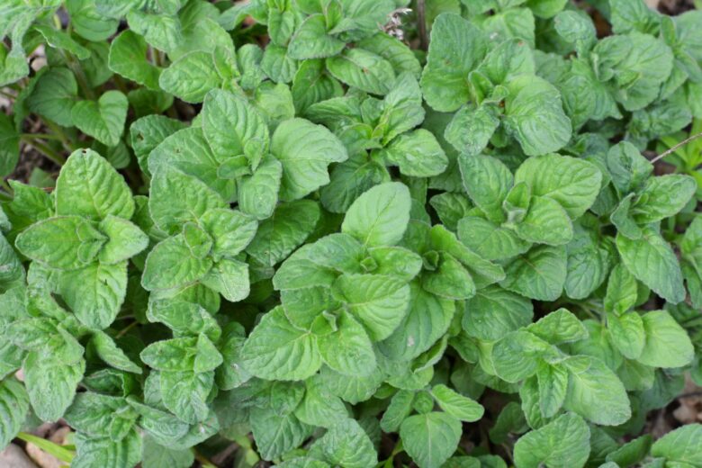 menta-glaciale