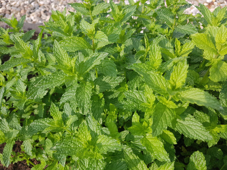 Moroccan,,Mint,,Mentha,Spicata,