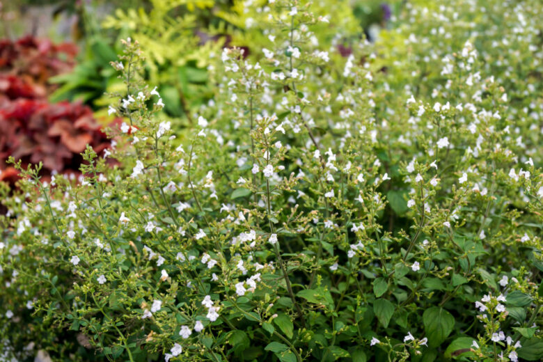 Lesser,Calamint,(calamintha,Nepeta,Subsp.,Nepeta,[c.,Nepetoides]),In,Flower