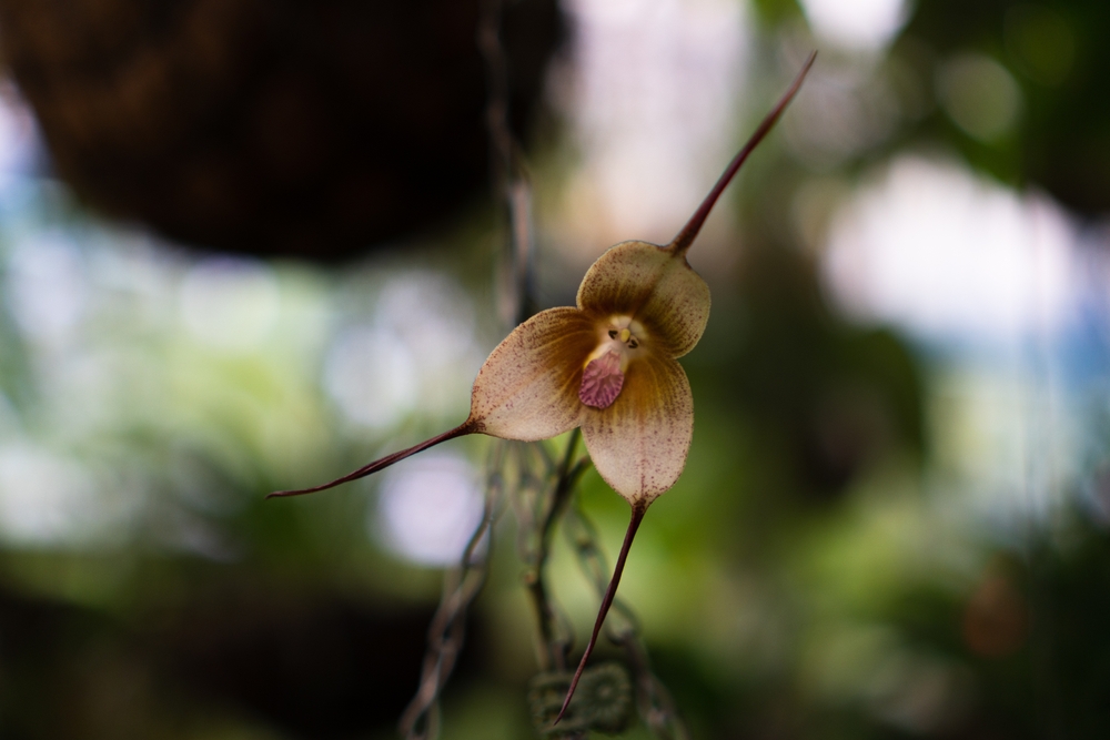 Monkey-faced,Orchid,In,Botanical,Garden