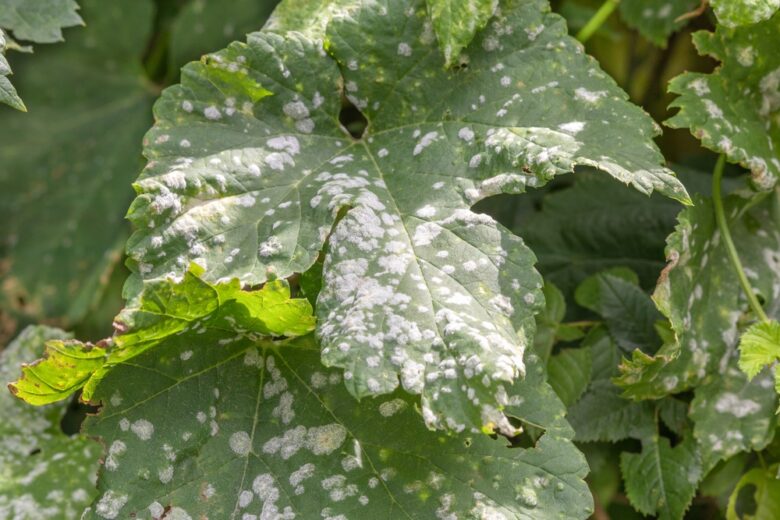 Oidium,And,Powdery,Mildew,Of,Grape.,Selective,Focus.,Topic,
