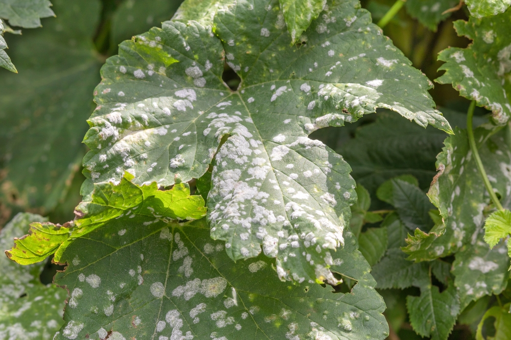 Oidium,And,Powdery,Mildew,Of,Grape.,Selective,Focus.,Topic, Oidium,And,Powdery,Mildew,Of,Grape.,Selective,Focus.,Topic,