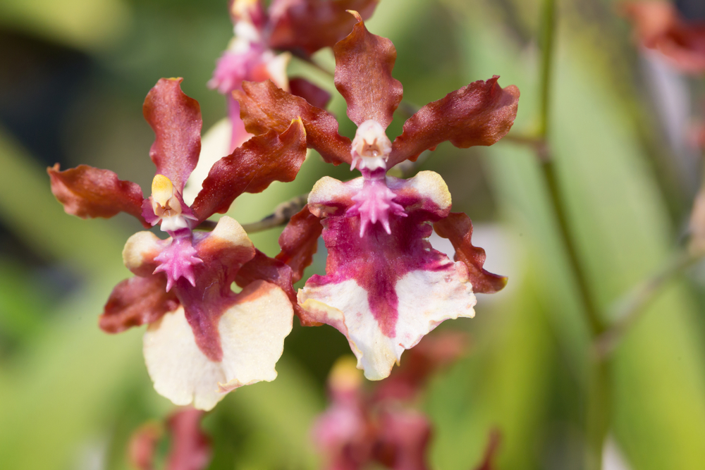 Oncidium,Sharry,Baby,Orchid,Hybrid,Orchid