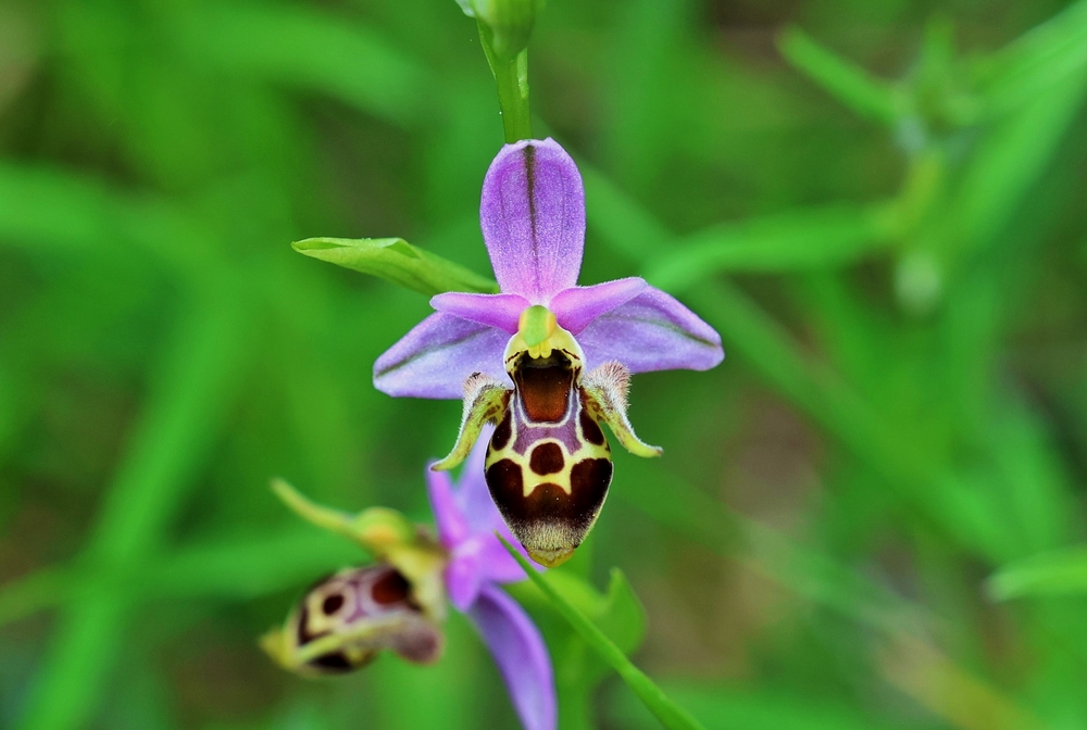 Ophrys,Apifera,,Known,In,Europe,As,The,Bee,Orchid,,Is