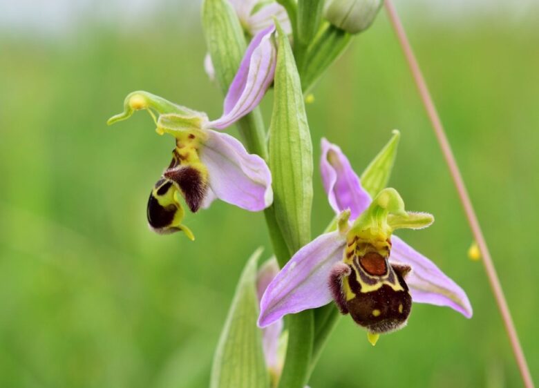 Ophrys apifera (2)