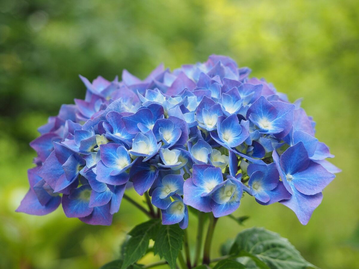 Ortensia Ortensia