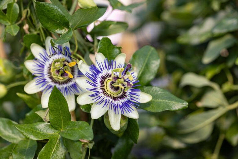 Passiflora,Caerulea,,The,Blue,Passionflower,,Bluecrown,Passionflower,Or,Common,Passion