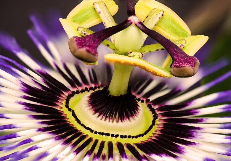 Passiflora, Incarnata