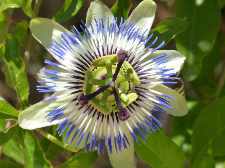 Passiflora, Incarnata
