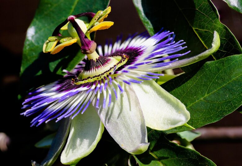Passiflora, Incarnata