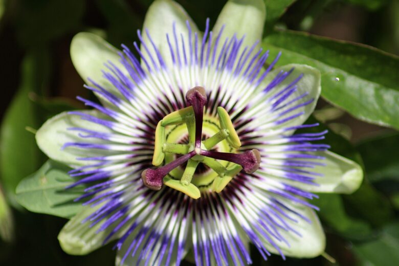 Passiflora, Incarnata
