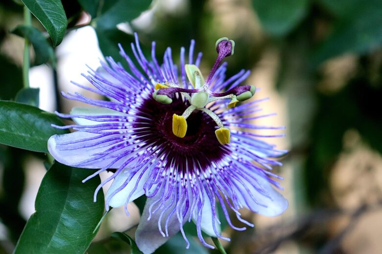 Passiflora, Incarnata