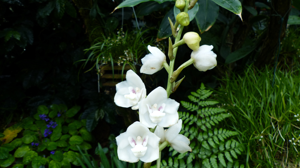 Peristeria,Elata,,Is,A,Genus,Of,Plants,Belonging,To,The