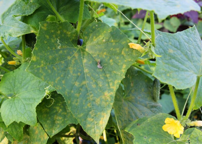 Cucumber,Leaves,Are,Affected,By,A,Dangerous,Disease,-,Downy