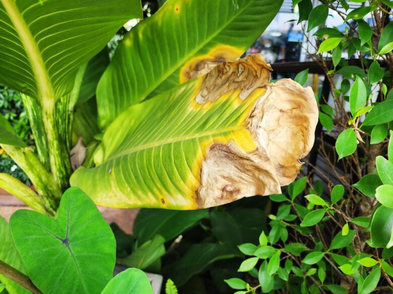 Wilson's,Leaves,Delights,That,Are,Burnt,Brown,Or,Caused,By